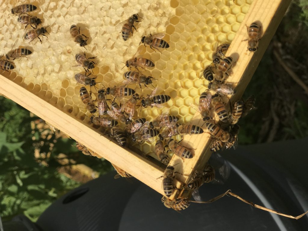Image of a honeycomb slider with bees being held up by an employee of Alveole, an urban beekeeping company partnered with Irvine Company in Chicago, IL