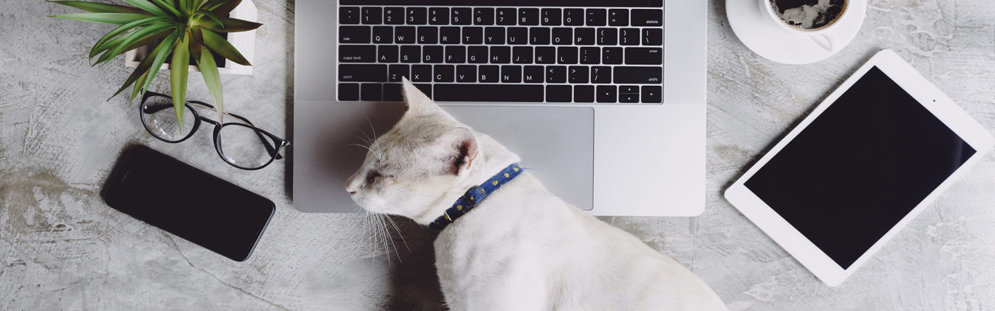 Cat laying on a work from home setting